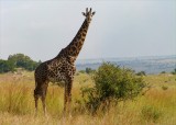 African Serengetti and Giraffe
