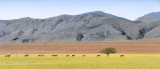 Antelopes Marienfluss valley