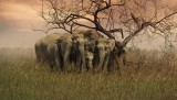 Elephant Family 190