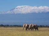 Elephants and Mt Kilimanjaro