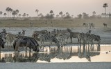 Zebras drinking water28