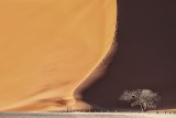 l acacia de la dune 45